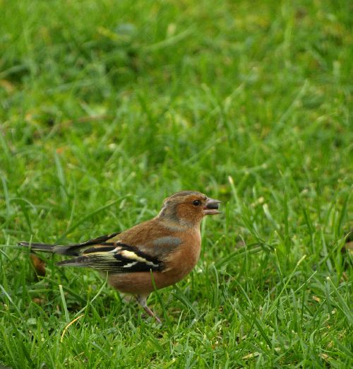 Pinson à la chasse aux  graines