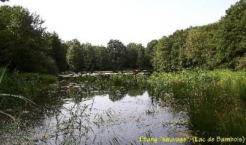 Etang sauvage