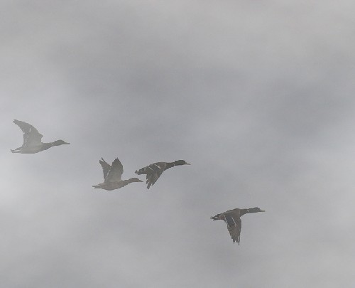 Canards colverts dans la brume automnale (03 novembre 2008)