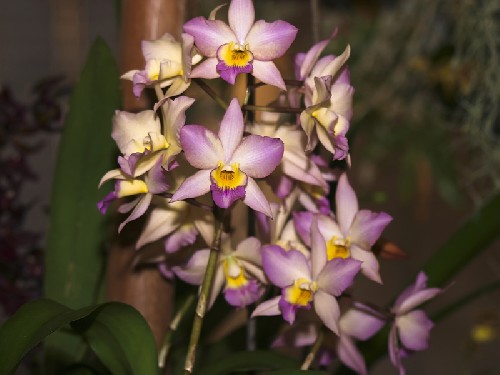 Phalaenopsis-celebensis