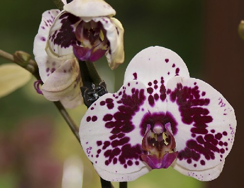 Phalaenopsis-hybride-type-t.