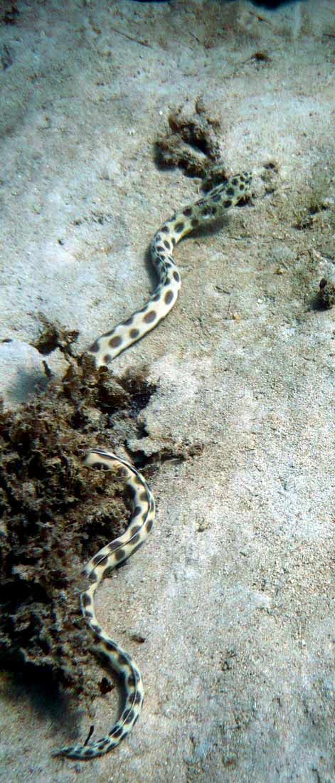 77 -  Gros serpent  anguille dans le récif par - 12 m