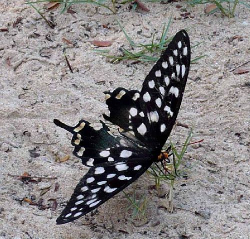99 ZZZZAB - Magnifique papillon