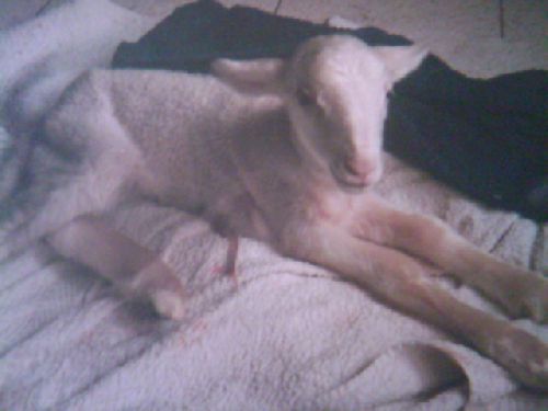 Cesarienne sur une brebis, voila la photo de la petite agnelle à sa naisance. 