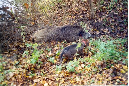 Jumbo face a un sanglier de 134 Kgs