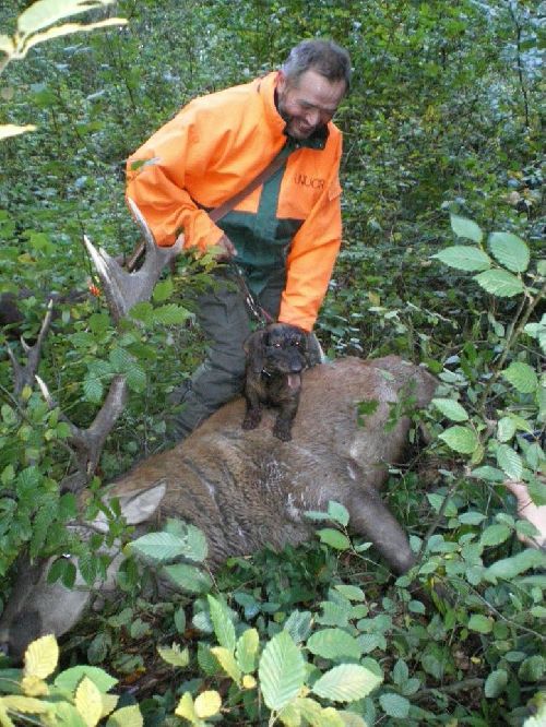 La recherche d\'un cerf blessé