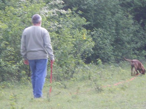 relève d'une piste avec une jeune Rouge de Bavière