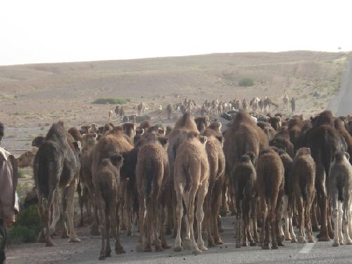 Route Ouarzazate / Errachidia : 1 - Troupeau de  Dromadaires