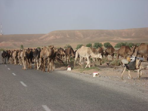 Route Ouarzazate / Errachidia : 2 - Troupeau de Dromadaires