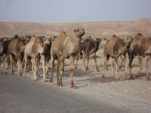 Route Ouarzazate / Errachidia : 3 - Troupeau de Dromadaires