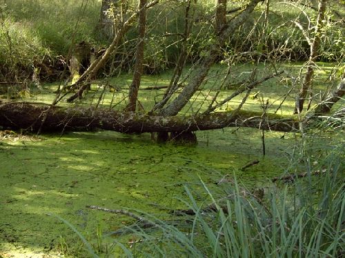 TOURAINE : SOUS-BOIS ET ÉTANG