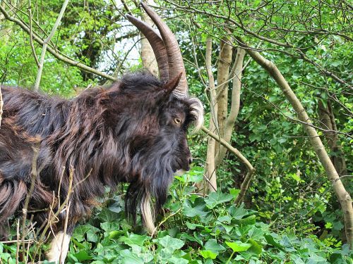 Bouc (Cheddar, Somerset)