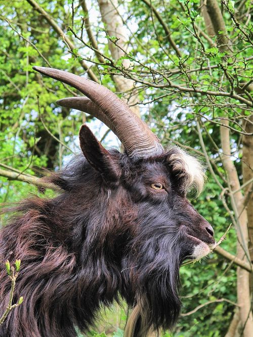 Bouc (Cheddar, Somerset)