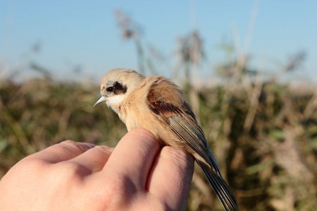 Rémiz penduline