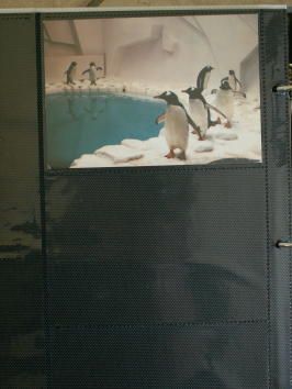 Pingouins 1