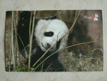 Le beau Panda...