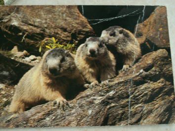 Des marmottes..