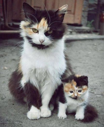 Maman chat tricolore et son sosie de fille