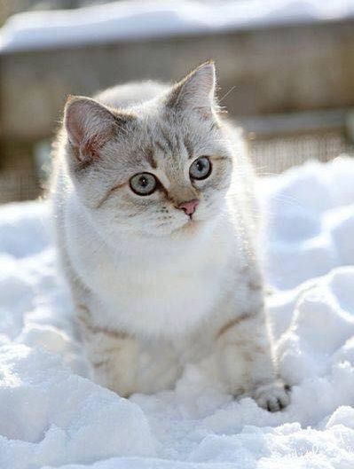Superbe chat dans la neige