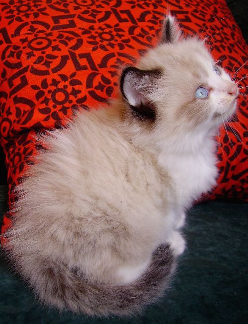 Magnifique chaton angora siamois