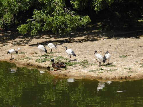 Les ibis et canards