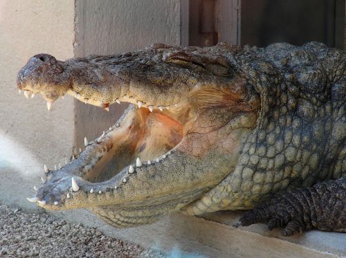 Crocodile: impressionnant! Il mesurait au moins 6 mètres...