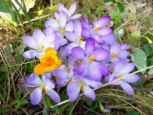 Pour fêter le retour du  printemps 2011 un bouquet de crocus!