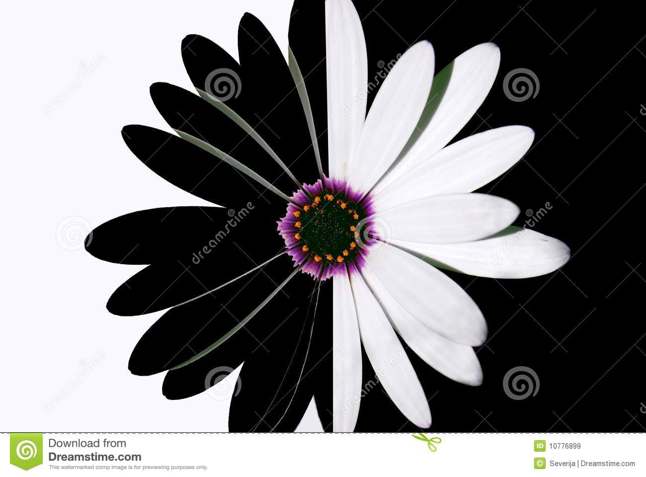 fleur-noire-et-blanche-10776899.jpg