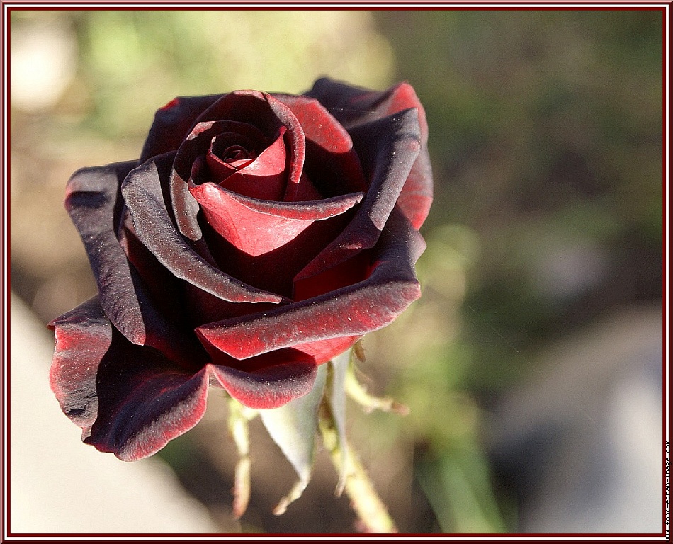 rose-noire-rouge-veloutee-01.jpg