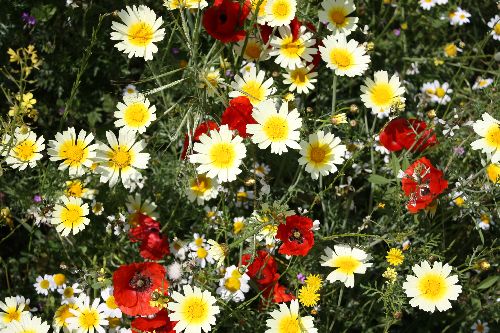 Fleurs sauvages d'At Leqsar