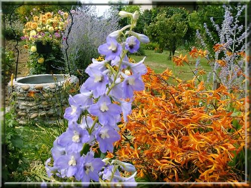 Monbretias et delphinium