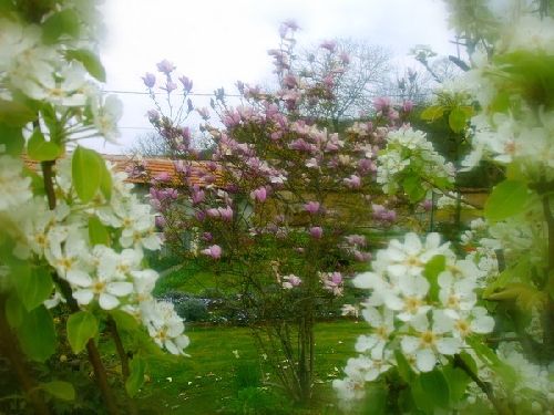 Fleurs de poirier et magnolia