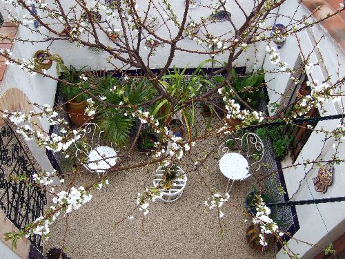 Cerisier en fleurs dans le patio - 29 mars 2009