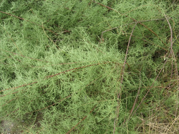 Tamarix-africana-15-08-2008-250.jpg