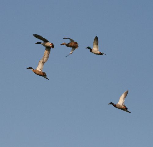 vol de canards