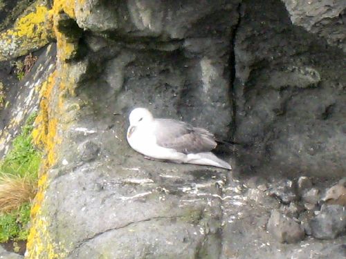 Carrick-a-Rede