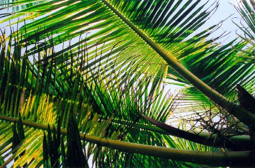 Palmier sur Pralin(Seychelles)