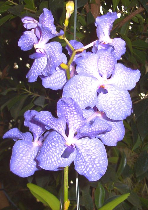 http://www.orchidee-lecoufle.fr/index.asp