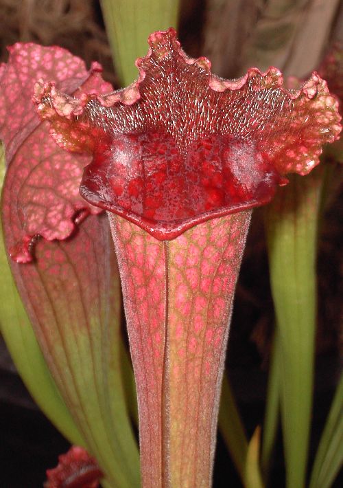 Sarracenia purpurea