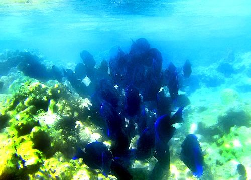 Quelques poissons de Los Roques