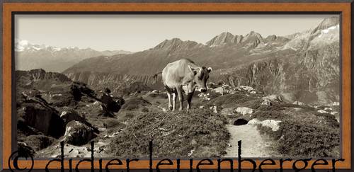 SUISSE ALETCH D5 20 AOÛT 2013 746 - Version 3.jpg