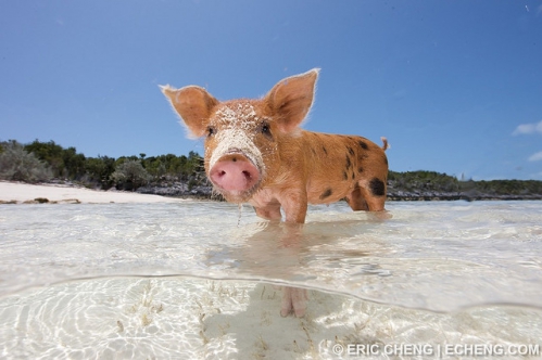 pig-beach.jpg