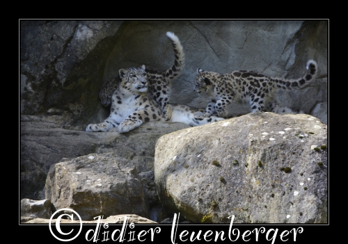 SUISSE ZOO ZH N7100 21 AOÛT 2014 233.jpg