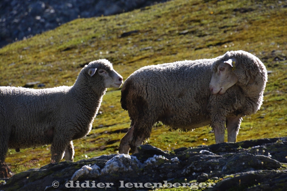 SUISSE LAC FENÊTRE -GRAND ST_BERNARD D5 PHOTOS 26 AOÛT 2016 301.jpg