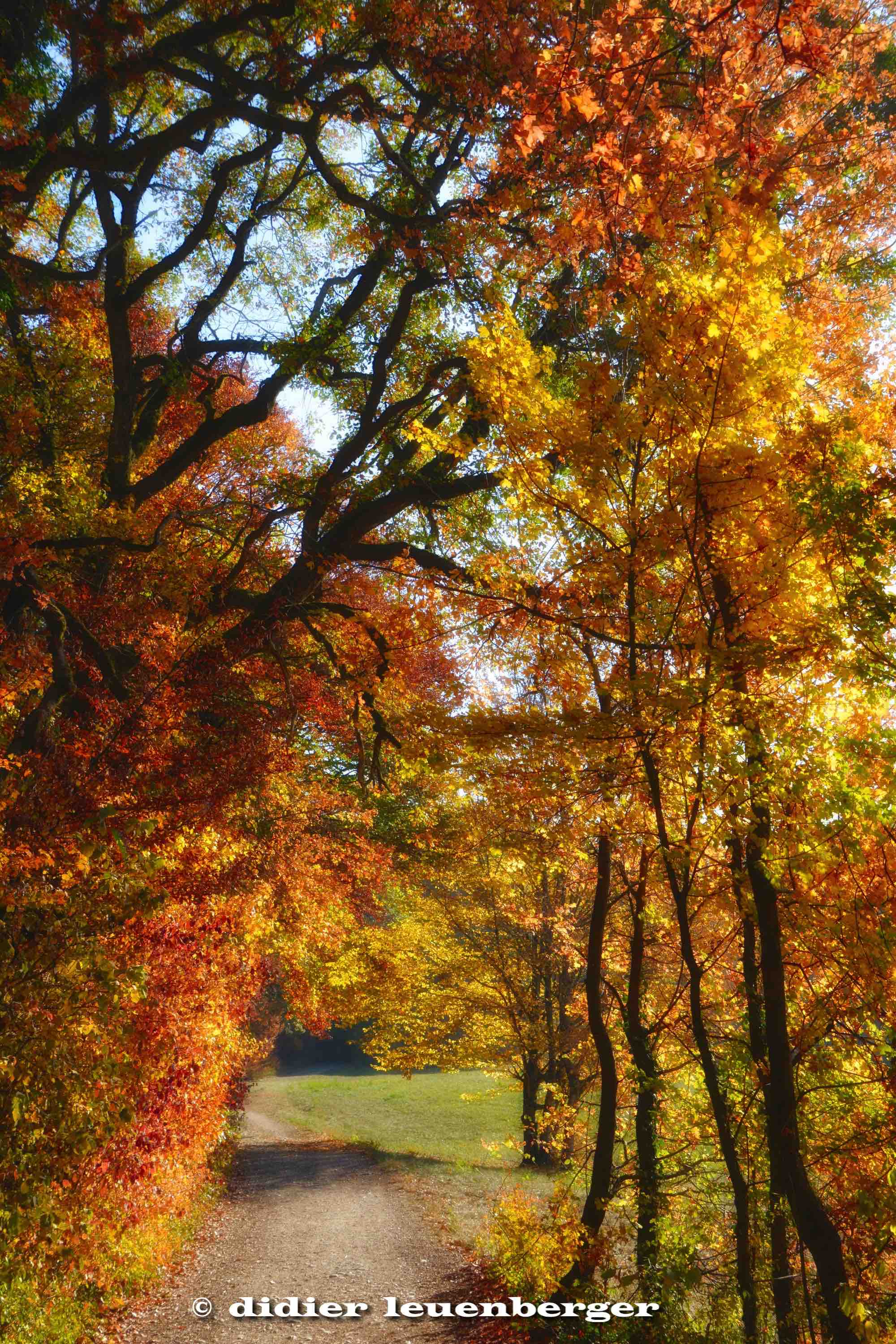 SUISSE BOIS DE CHÊNES PHOTO N7100 18 OCTOBRE 2017 65_HDR3.jpg