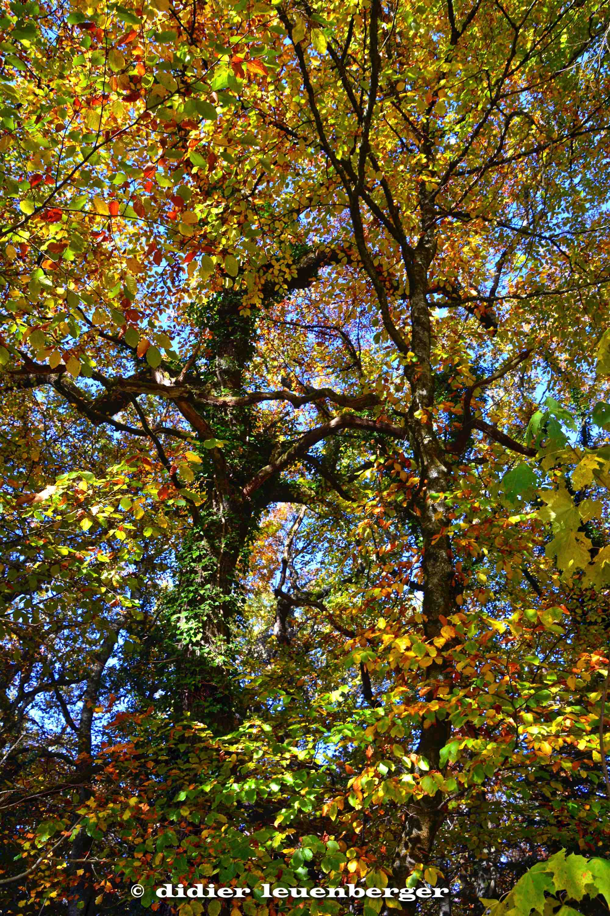 SUISSE BOIS DE CHÊNES PHOTO N7100 18 OCTOBRE 2017 69_HDR1.jpg