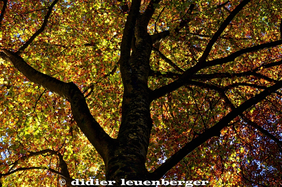 SUISSE BOIS DE CHÊNES PHOTO N7100 18 OCTOBRE 2017 51_HDR2.jpg