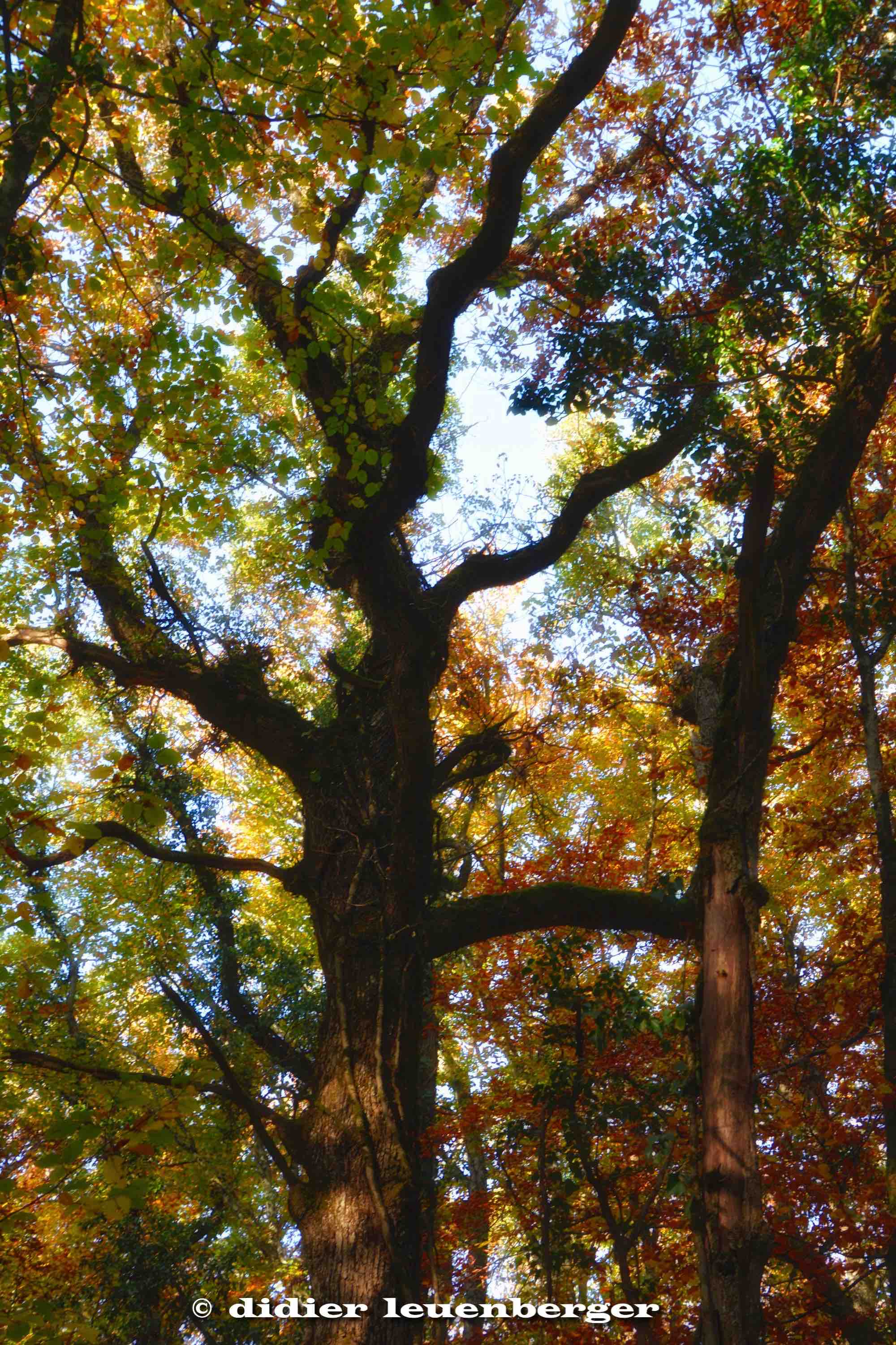 SUISSE BOIS DE CHÊNES PHOTO N7100 18 OCTOBRE 2017 73_HDR3.jpg