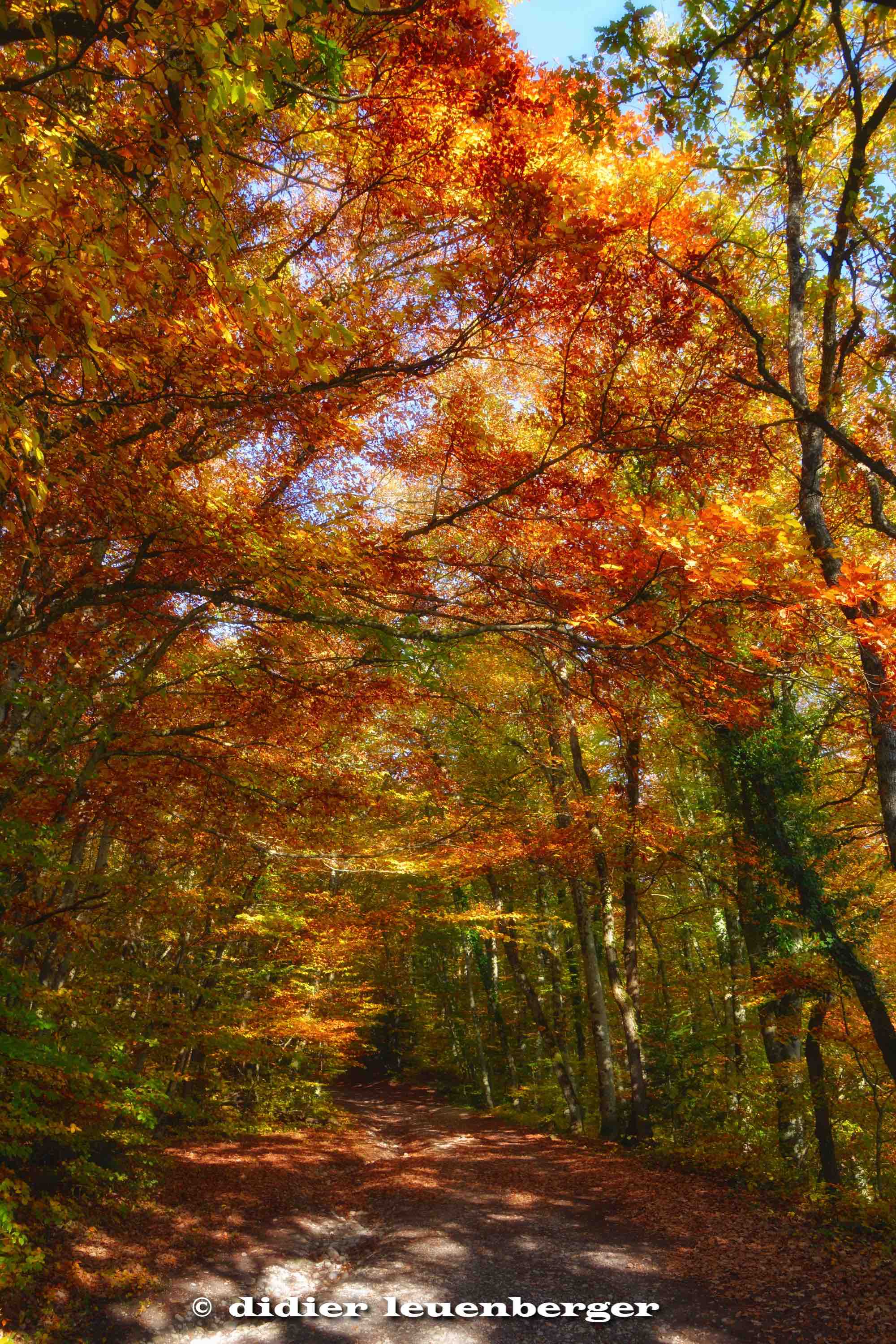 SUISSE BOIS DE CHÊNES PHOTO N7100 18 OCTOBRE 2017 75_HDR4.jpg