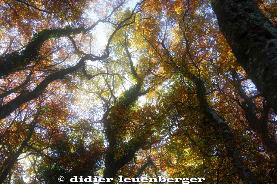 SUISSE BOIS DE CHÊNES PHOTO N7100 18 OCTOBRE 2017 120_HDR6.jpg